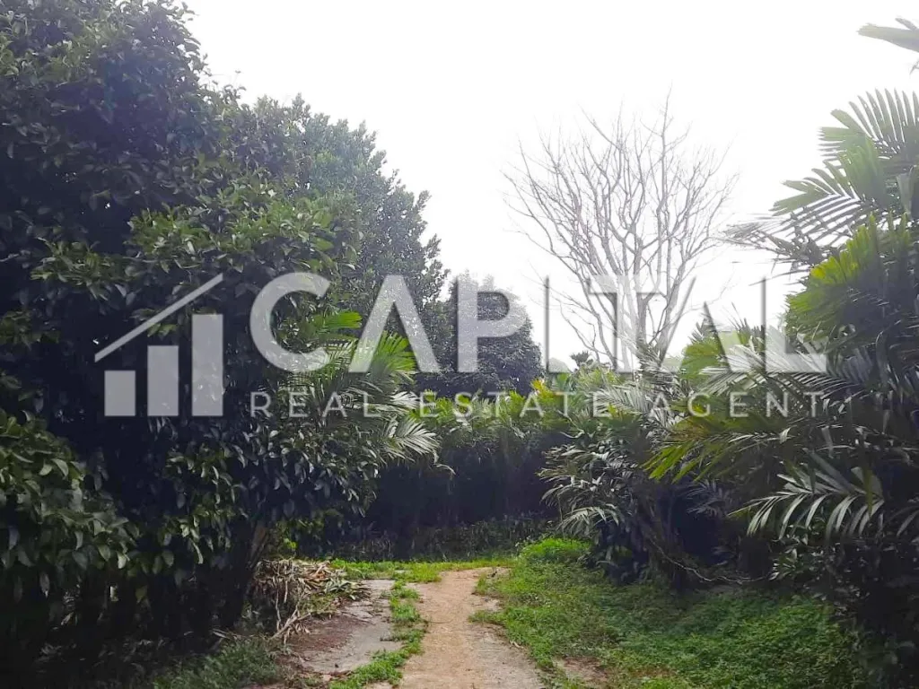 Jual kebun salak luas di Pamulihan Sumedang | iklanova.com