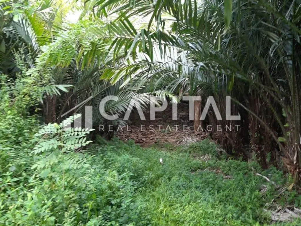 Jual kebun salak luas di Pamulihan Sumedang | iklanova.com