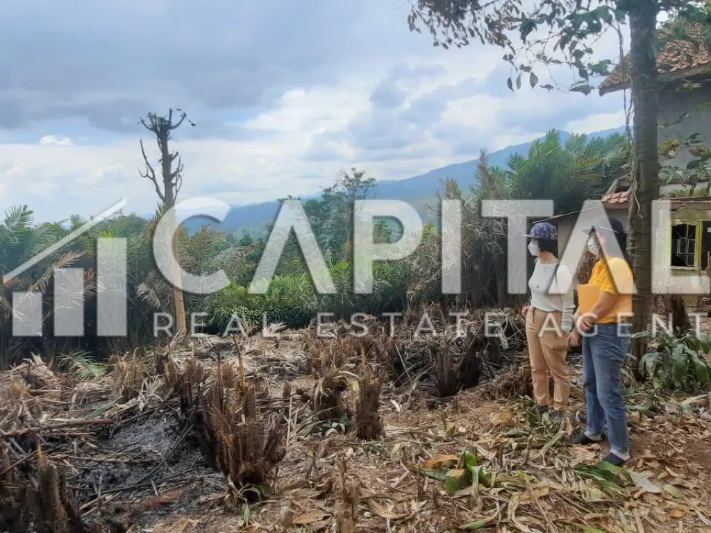 Jual kebun salak luas di Pamulihan Sumedang | iklanova.com