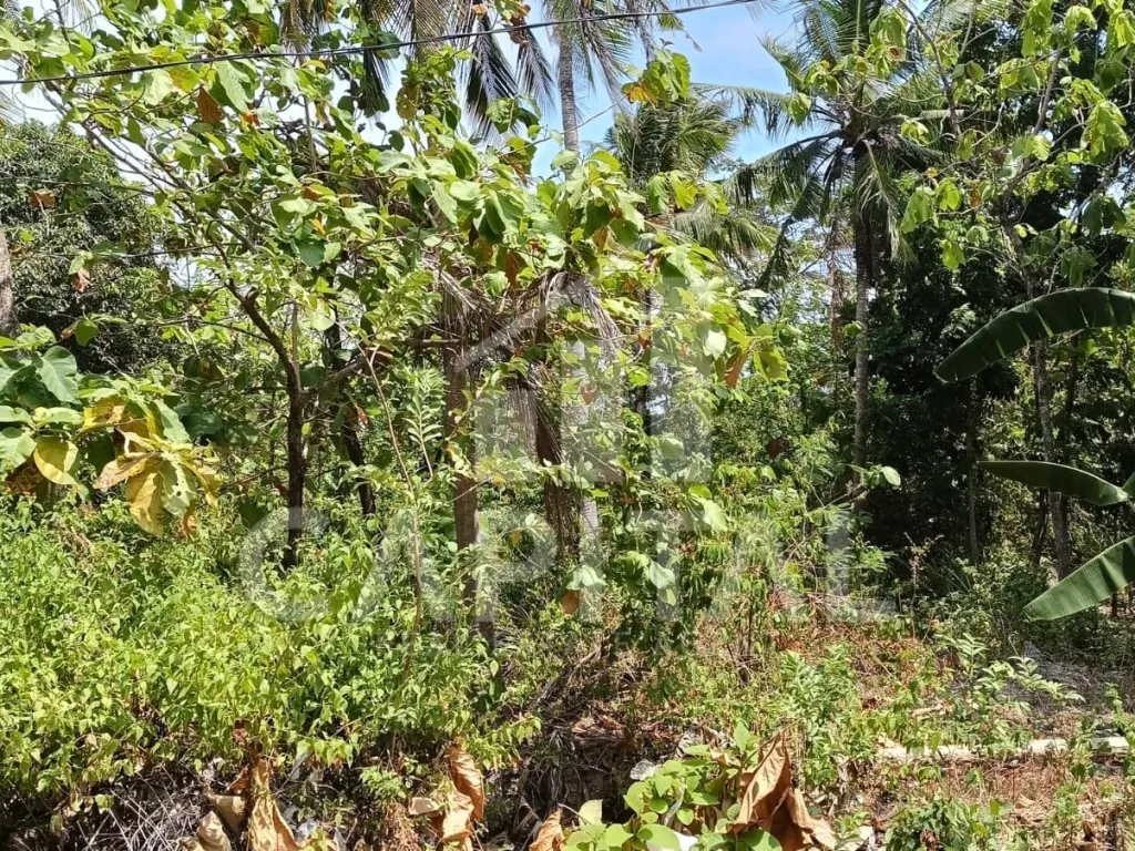 Jual tanah di Kemujan Karimun Jawa | iklanova.com