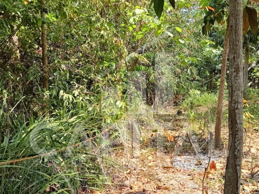 Jual tanah di Kemujan Karimun Jawa | iklanova.com